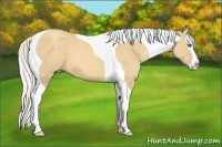 Horse Color:Silver Classic Champagne Dun Sabino Splash Tobiano 