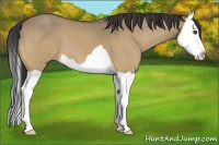 Horse Color:Buckskin Dun Splash