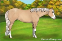 Horse Color:Silver Amber Champagne Splash