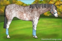 Horse Color:White Spotted Bay Roan 
