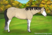 Horse Color:Buckskin Roan Dun Splash Rabicano 