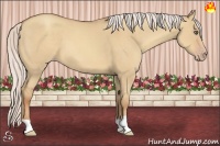 Horse Color:Silver Classic Champagne Dun 