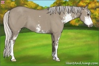 Horse Color:Silver Smoky Grullo Sabino 