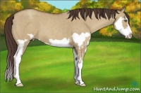 Horse Color:Classic Champagne Dun Splash Frame 
