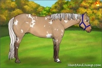 Horse Color:White Spotted Silver Bay Dun 