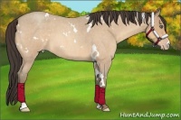 Horse Color:White Spotted Amber Cream Champagne Roan 
