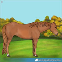 Horse Color:Unknown 