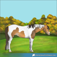 Horse Color:Buckskin Tobiano 