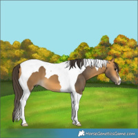 Horse Color:Buckskin Tobiano 