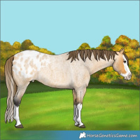 Horse Color:Buckskin Roan Splash Appaloosa 