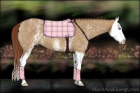 Horse Color:White Spotted Red Dun Roan Splash 