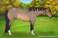 Horse Color:Buckskin Roan 
