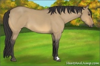 Horse Color:Buckskin Roan Dun 