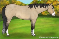 Horse Color:Unknown 