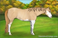 Horse Color:Gold Champagne Splash Frame Rabicano 