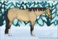 Horse Color:Buckskin Dun 
