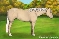 Horse Color:Silver Amber Cream Champagne 