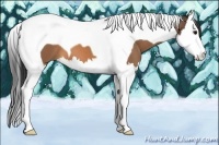 Horse Color:Buckskin Splash Tobiano 