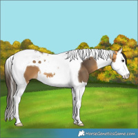 Horse Color:Buckskin Splash Tobiano 
