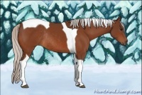 Horse Color:Silver Bay Tobiano Rabicano 