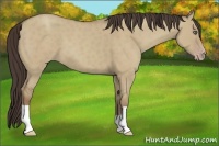 Horse Color:Classic Champagne Dun 