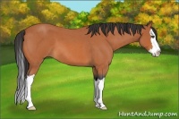 Horse Color:Unknown 