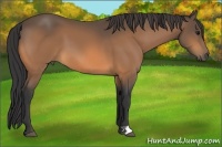 Horse Color:Buckskin 