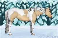 Horse Color:Buckskin Dun Tobiano