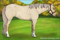 Horse Color:Palomino Roan Dun 