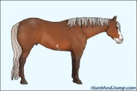 Horse Color:White Spotted Silver Bay Splash Frame