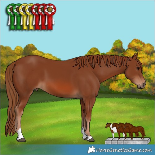 Horse Color:Chestnut Tobiano Rabicano