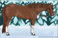 Horse Color:Chestnut Tobiano Rabicano