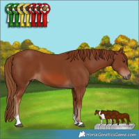 Horse Color:Chestnut Tobiano Rabicano 