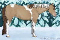 Horse Color:Classic Cream Champagne Tobiano