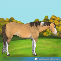 Horse Color:Unknown 