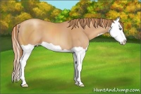 Horse Color:Gold Champagne Splash