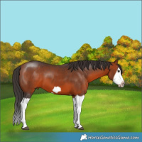 Horse Color:Bay Splash Frame