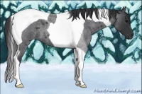 Horse Color:Blue Roan Tobiano
