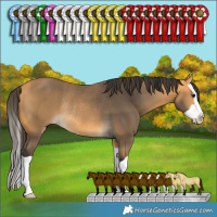 Horse Color:Buckskin Splash Rabicano