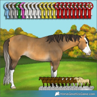 Horse Color:Buckskin Splash Rabicano 