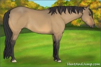 Horse Color:Buckskin Dun Frame 
