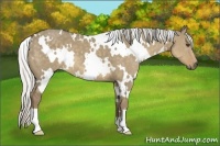 Horse Color:White Spotted Silver Smoky Grullo