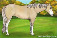 Horse Color:Silver Bay Dun Sabino