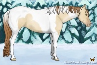Horse Color:Red Dun Pearl Tobiano