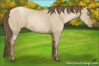 Horse Color:Grullo Pearl Rabicano 