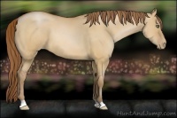 Horse Color:Bay Pearl Dun 