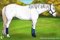 Horse Color:Classic Champagne Pearl Dun Splash Appaloosa 