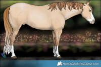 Horse Color:Bay Pearl Dun Splash 