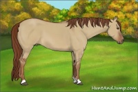 Horse Color:Red Dun 