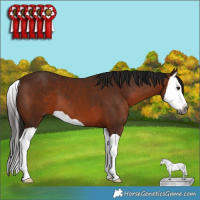 Horse Color:Gray Bay Splash 